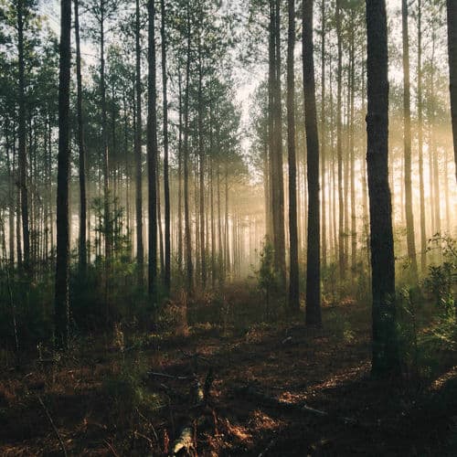 Heart of the Forest by Human Is Alive