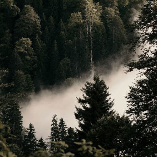 Human Is Alive - Being