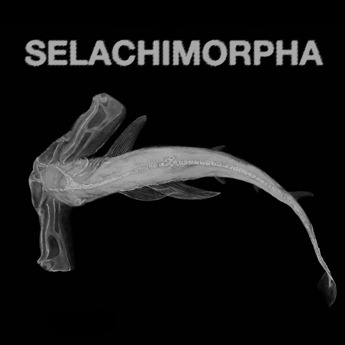 Selachimorpha by Shark School