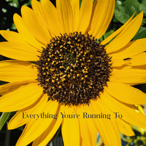 Everything You're Running To by Fleeting Joys