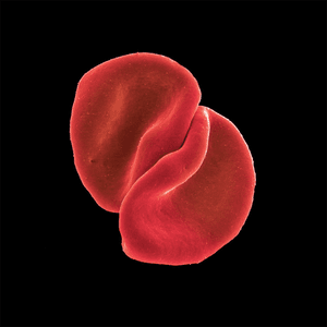 Scratch My Back by Peter Gabriel