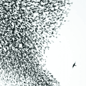 Sky Blue Sky by Wilco