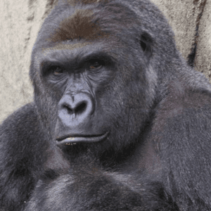 A TRUE FRIEND - RIP HARAMBE by Pink Guy
