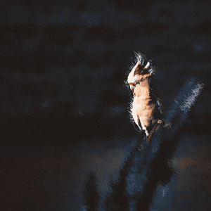 Dawn Chorus by cln