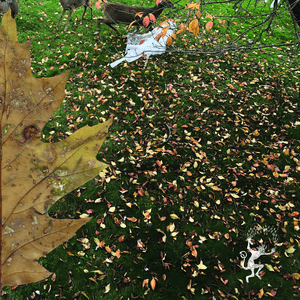 When Summer Turns To Fall by Planning for Burial