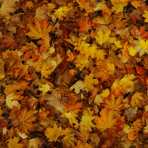 EP by Childish Gambino