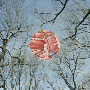 Glean by They Might Be Giants