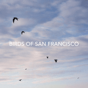 Birds Of San Francisco by Bo Staloch