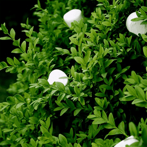 Bushes and Marshmallows by C418