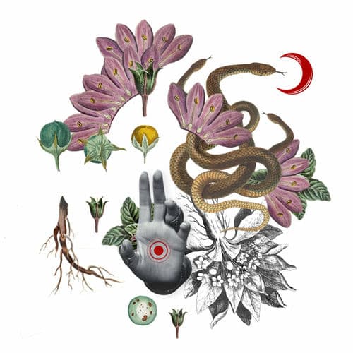 Mandrágora by Morita Vargas