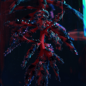 Secret Snake by Objekt