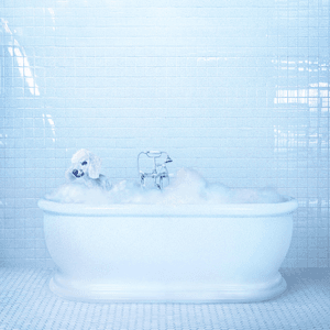 being alive by Frankie Cosmos