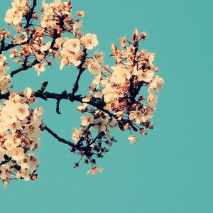 magnolia by keshi