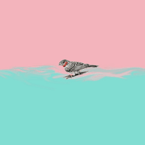 Owls by cln