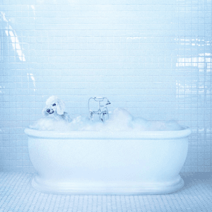 Jesse by Frankie Cosmos