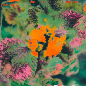 where i end by Baltra