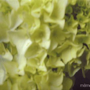 Même by pola
